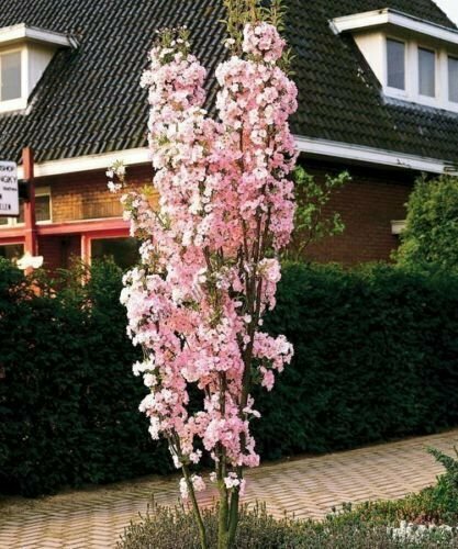 Třešeň pílkatá Amanogawa, obvod kmínku 8/10 cm, celková výška pro dodání 250/350 cm, v květináči Prunus serrulata Amanogawa
